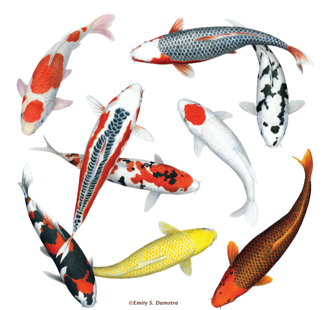 Equipment — Connie's Pond & Koi LLC The Best Pond Store on the West Coast