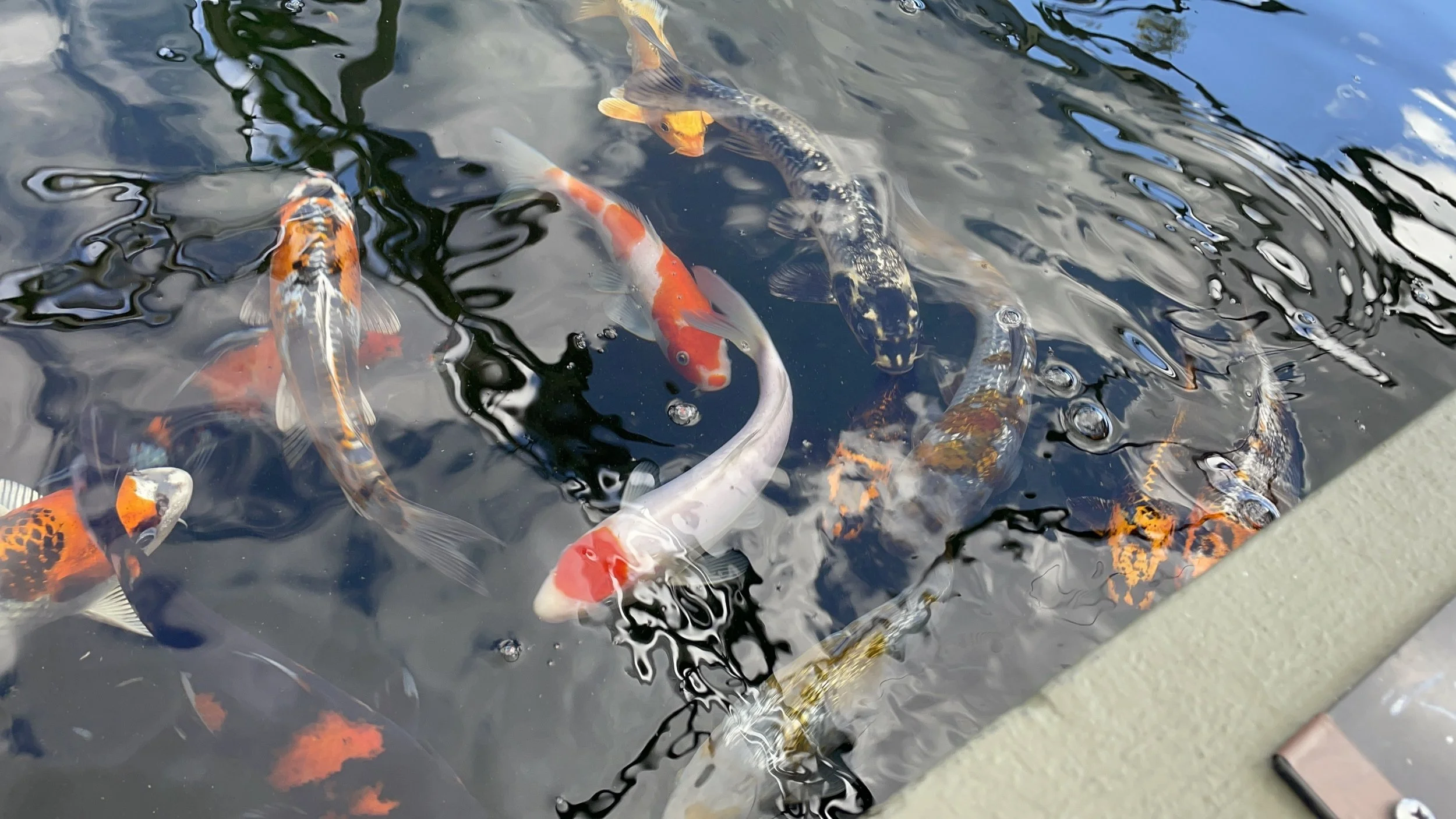 Thanksgiving Specials....