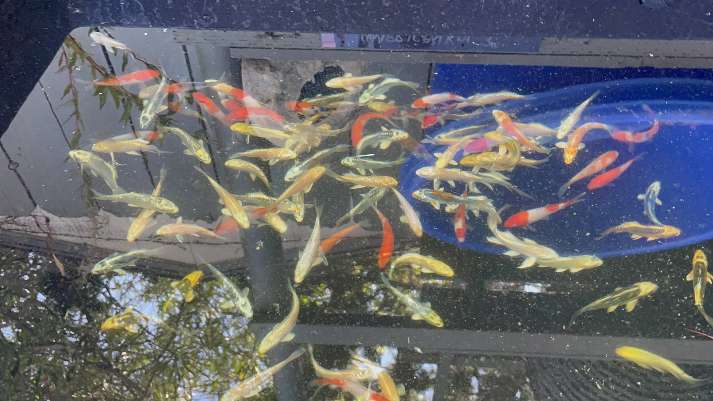 New Batch American Koi arrival today 12/16/2025