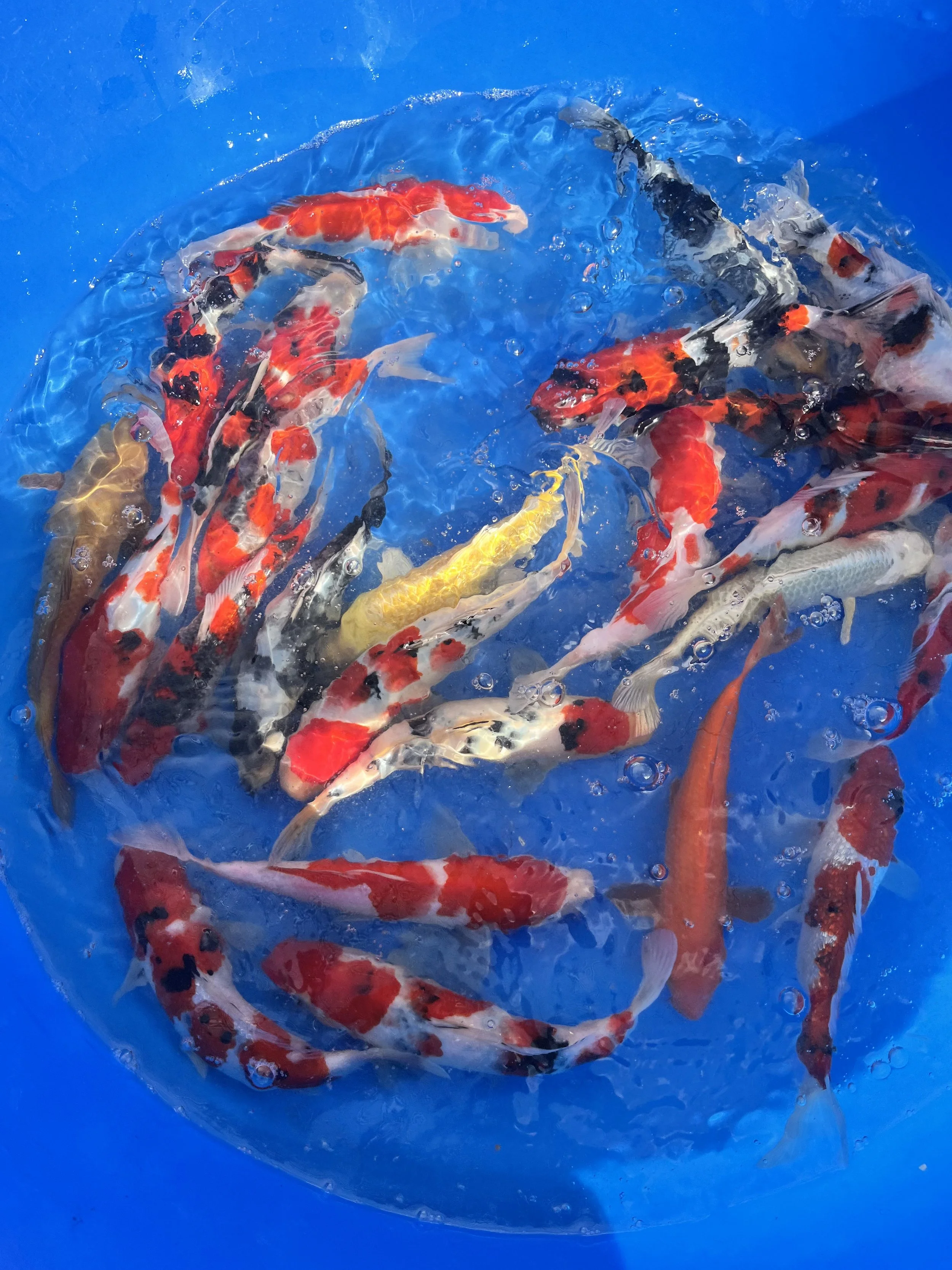 New Batch of Japanese Koi