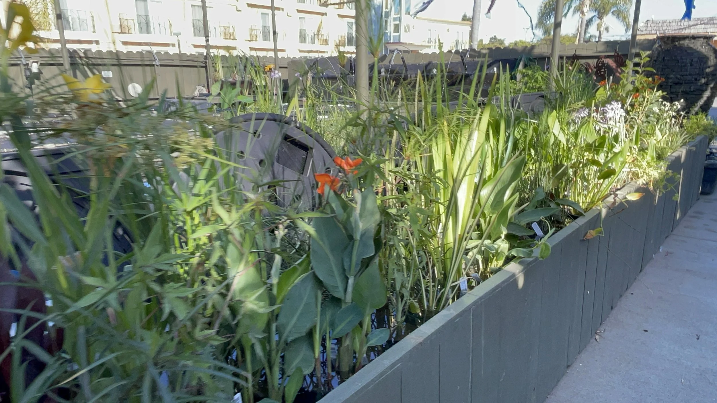 Plant shipment just in...