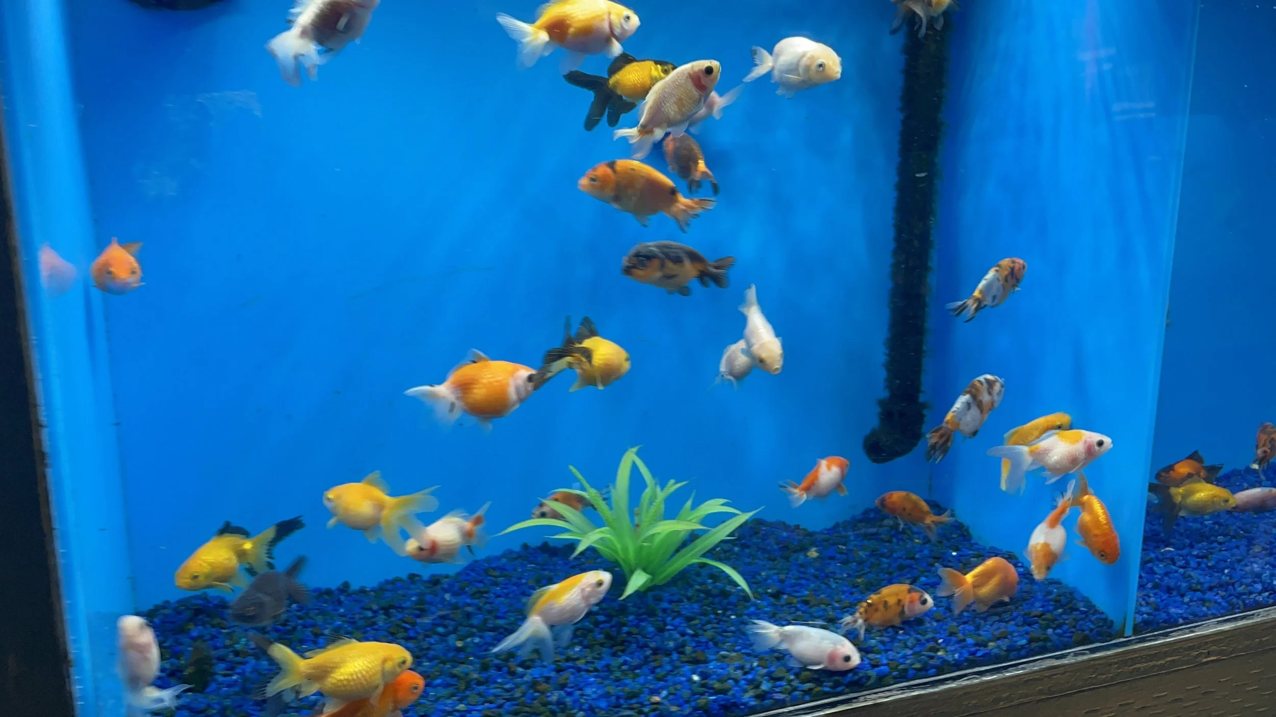 Various colorful fish swimming in a blue aquarium with blue gravel and a plastic plant.