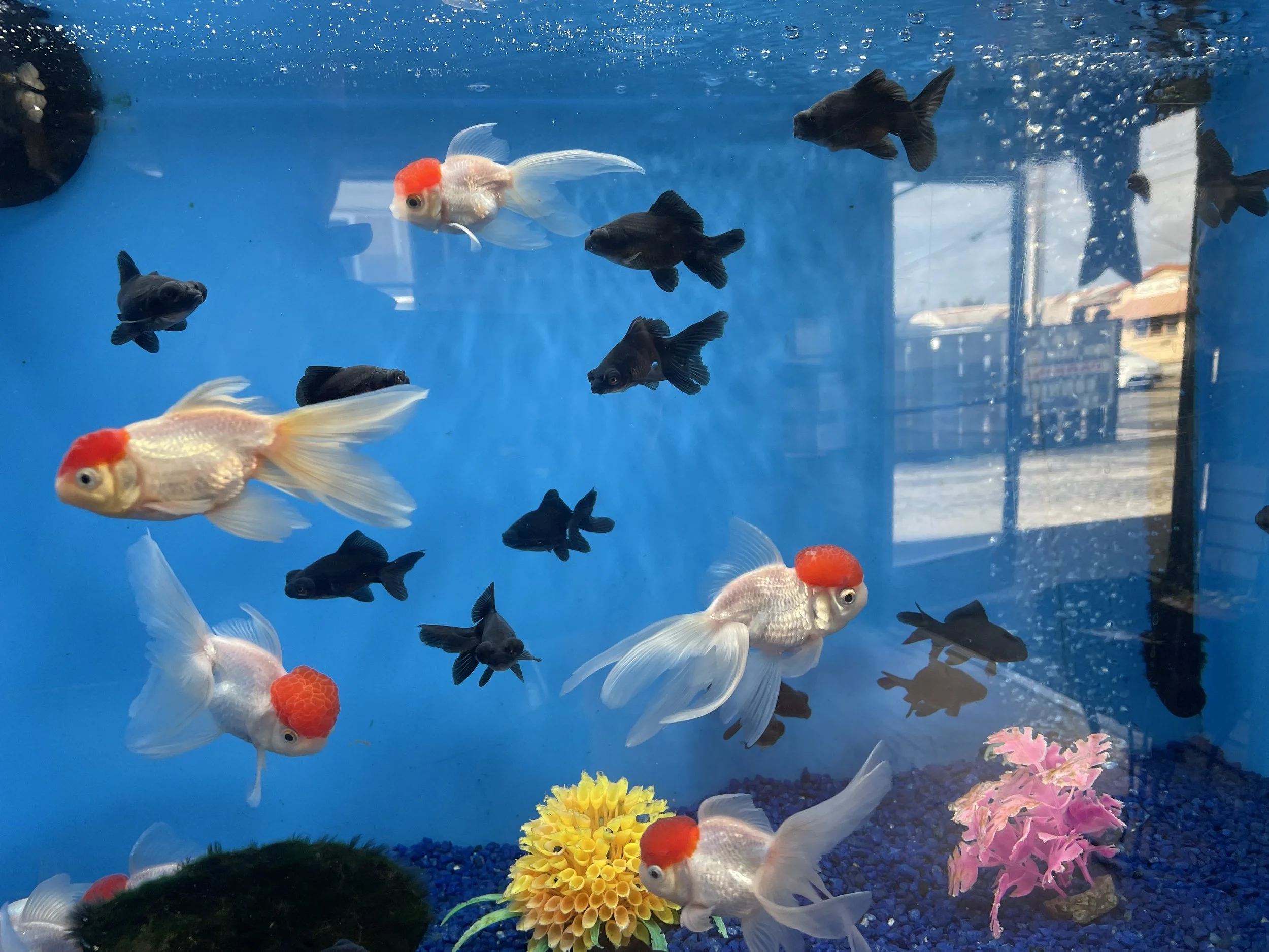 A fish tank with goldfish, some with red caps, and black fish, decorated with yellow and pink artificial plants and blue gravel. The tank's background shows city buildings and a window.