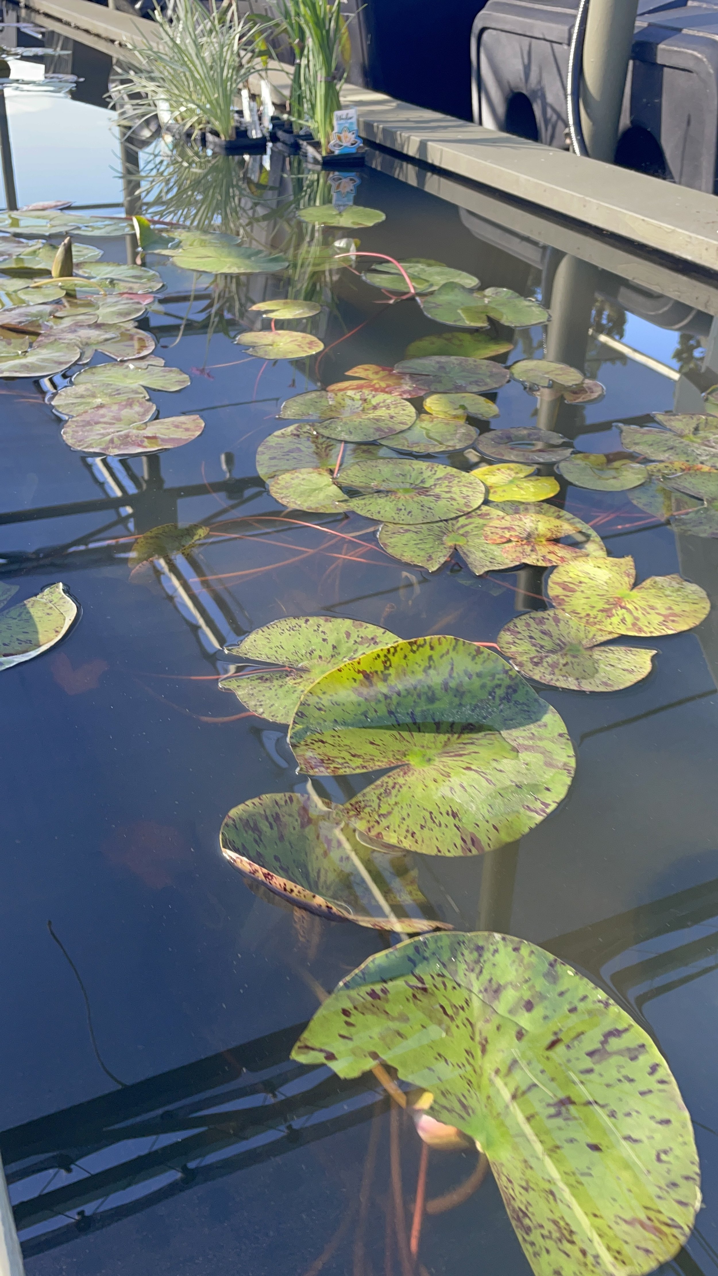 Lillies — Connie's Pond & Koi LLC The Best Pond Store on the West Coast