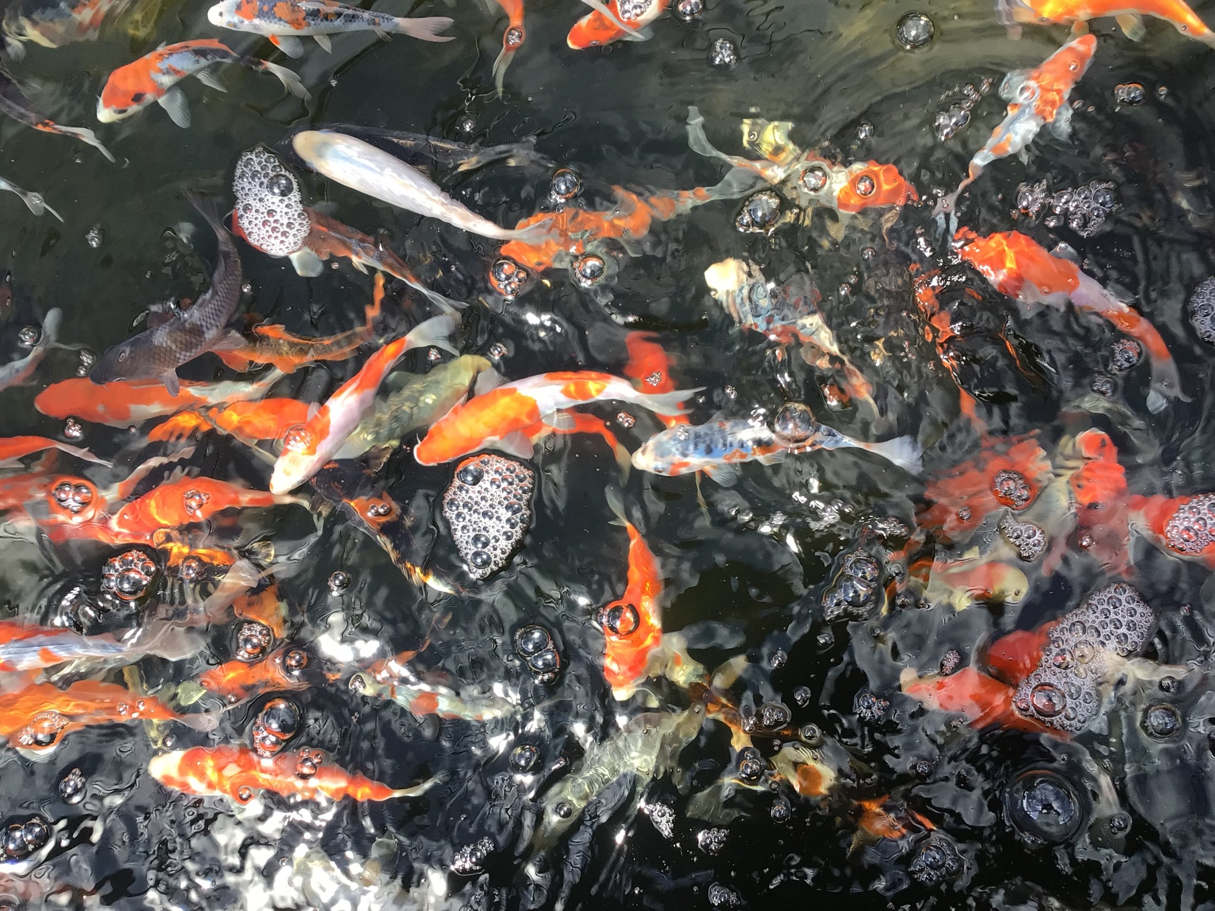 Koi Pond, Fashion Island - iranianamericans