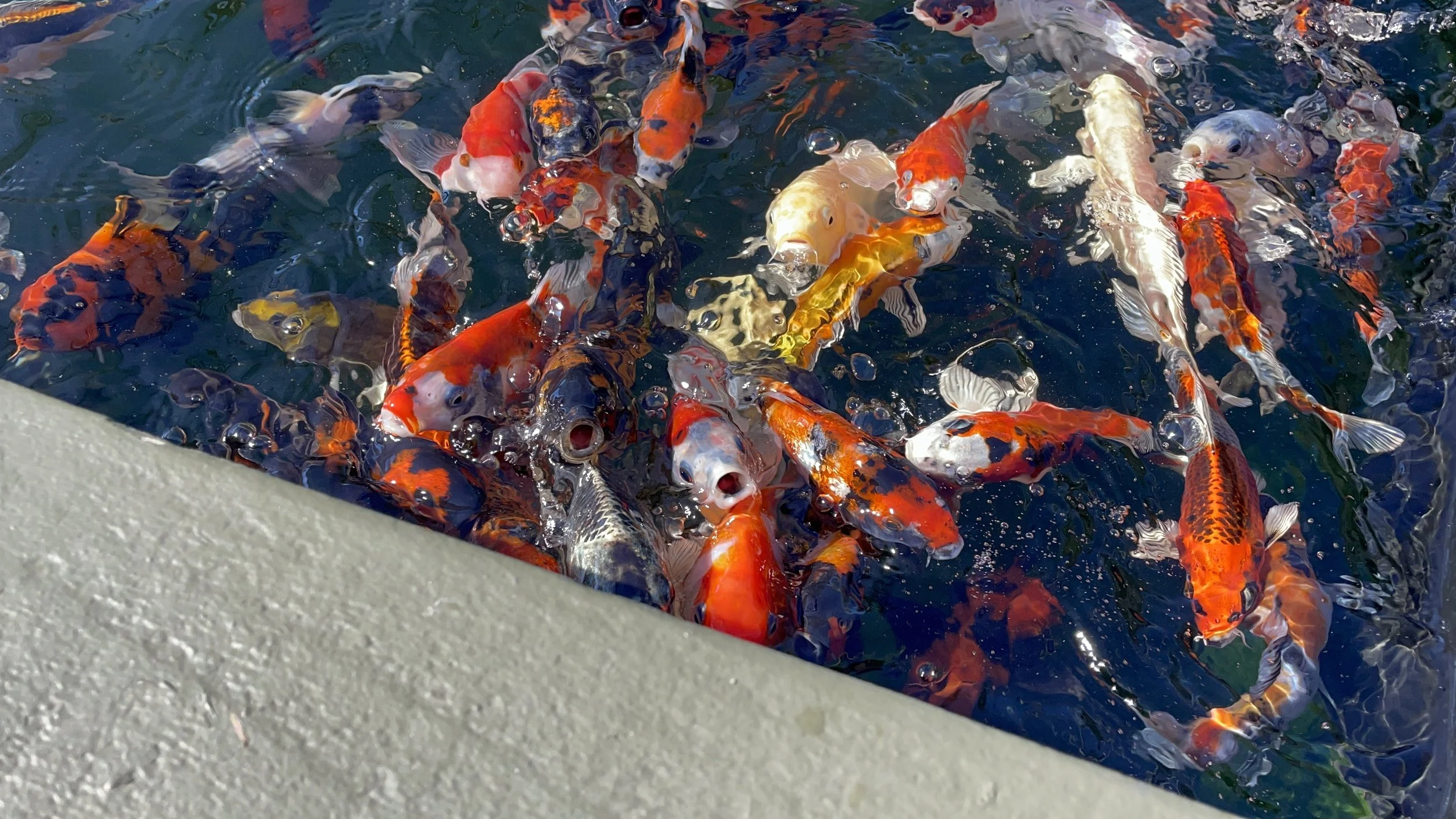 Japanese Koi — Connie's Pond & Koi LLC The Best Pond Store on the West ...