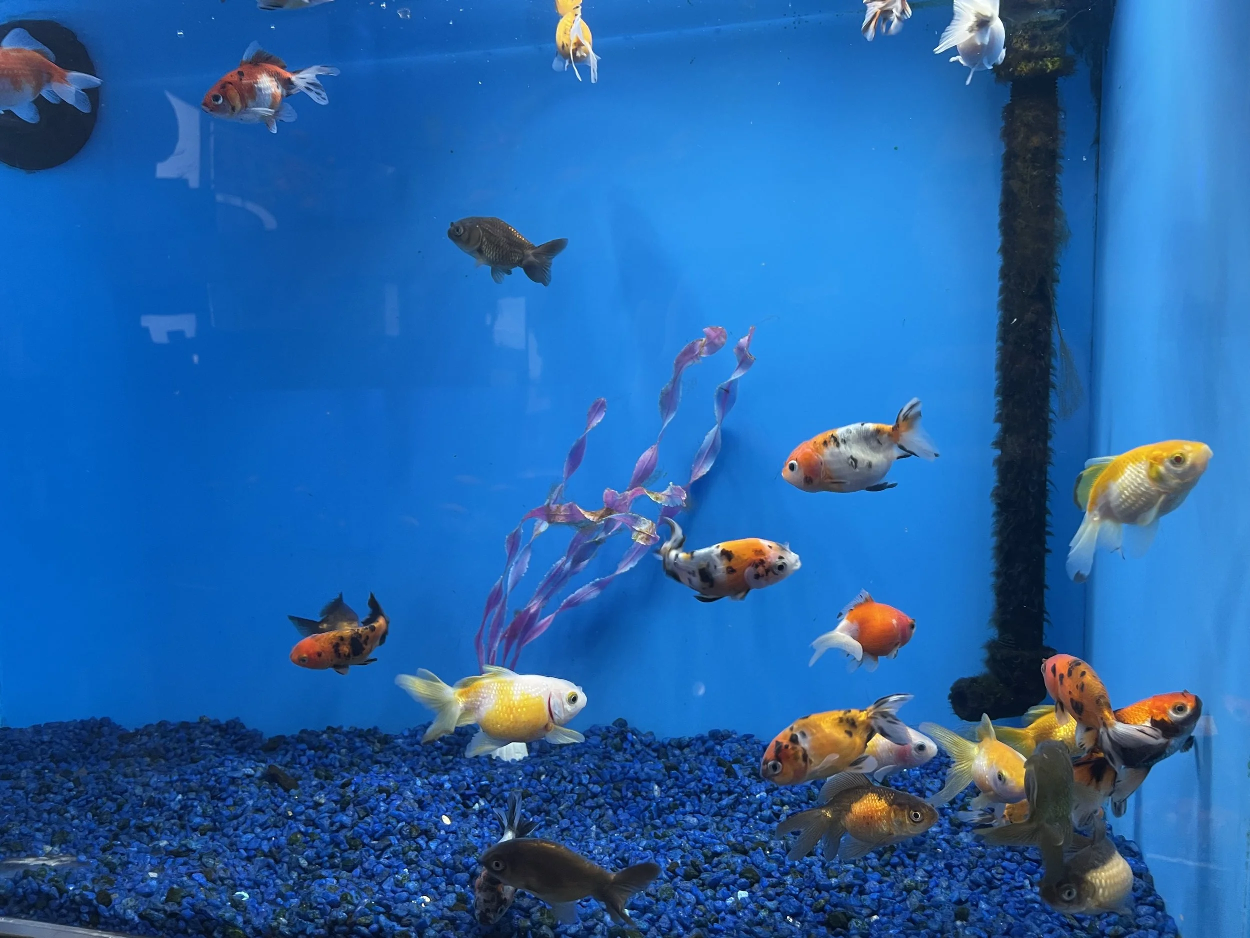 Several colorful fish swimming in a blue aquarium with a gravel bottom and a black filter or tube on the right side.