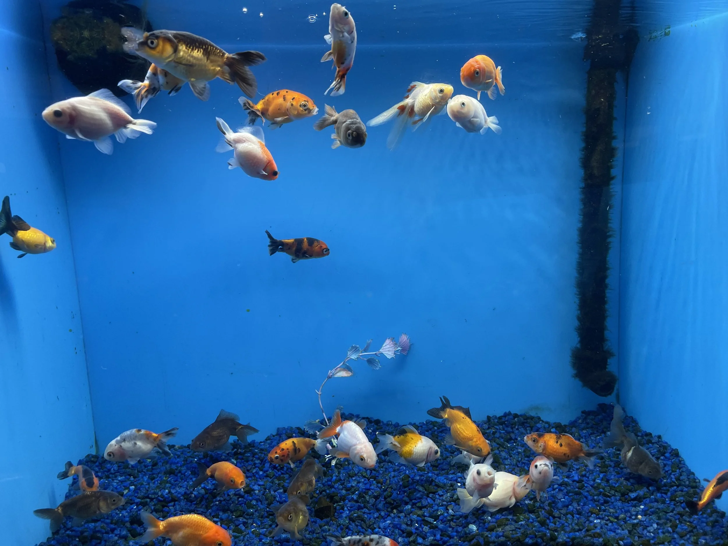 Colorful fish swimming in a blue aquarium with gravel at the bottom.