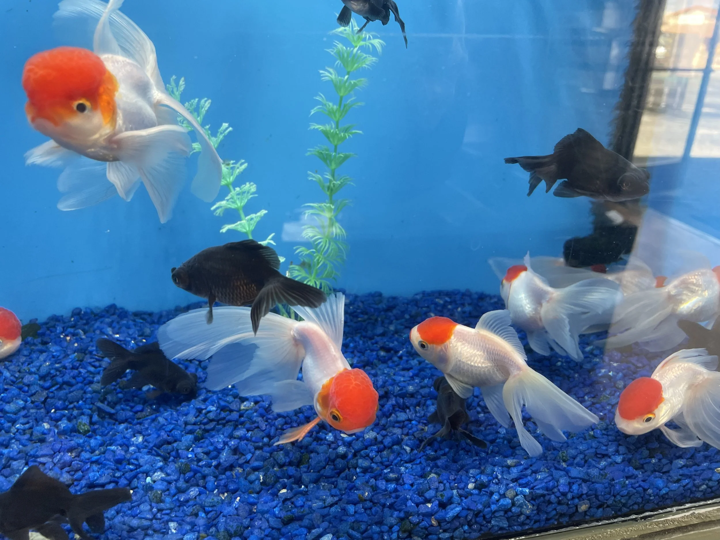 Goldfish and black fish swimming in an aquarium with blue gravel and green plastic plants