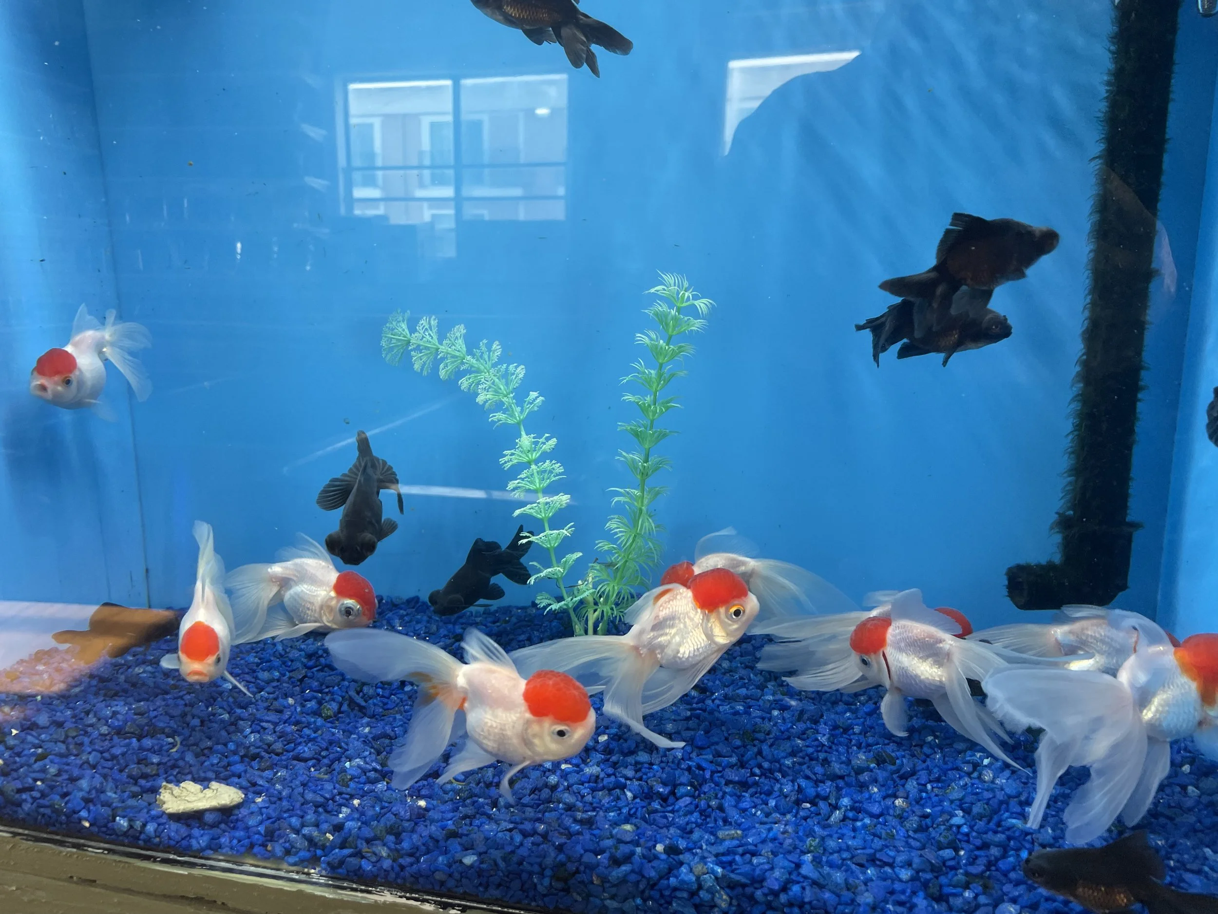 An aquarium tank with blue gravel at the bottom, containing goldfish with white bodies and orange heads, along with a few black fish. A plastic plant is in the middle, and there is a black filter on the right side of the tank.