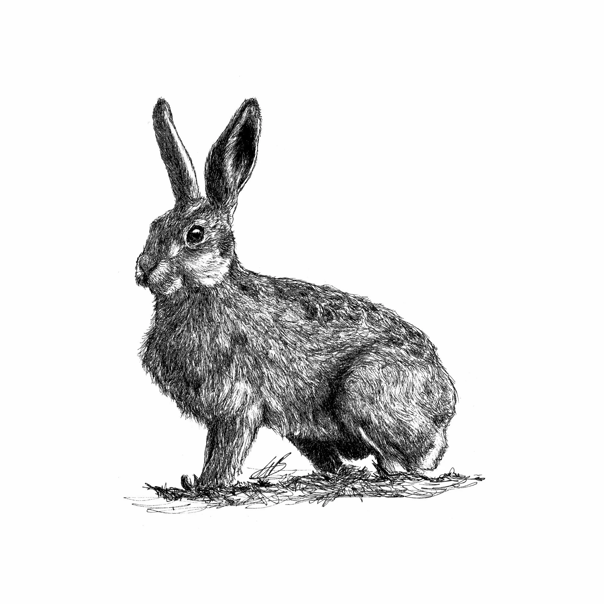 Black and white sketch of a rabbit with detailed fur, sitting on the ground with its ears upright.
