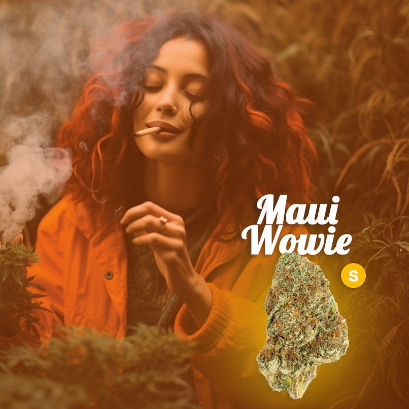 Known for its uplifting and invigorating effects, Maui Wowie offers a sensory escape like no other. Let the sweet aroma and tropical flavor profile awaken your senses, as the euphoric high takes you on a blissful ride. Whether you're seeking a moment