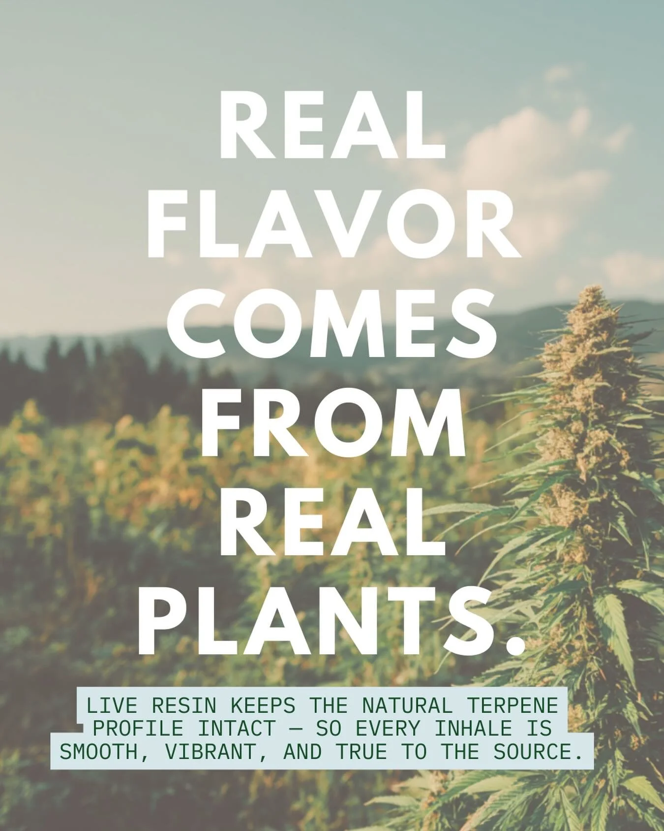 Real flavor comes from real plants. 
When you keep it close to the source, everything changes.
Panacea delivers real, terpene-rich flavor straight from nature. 🌿