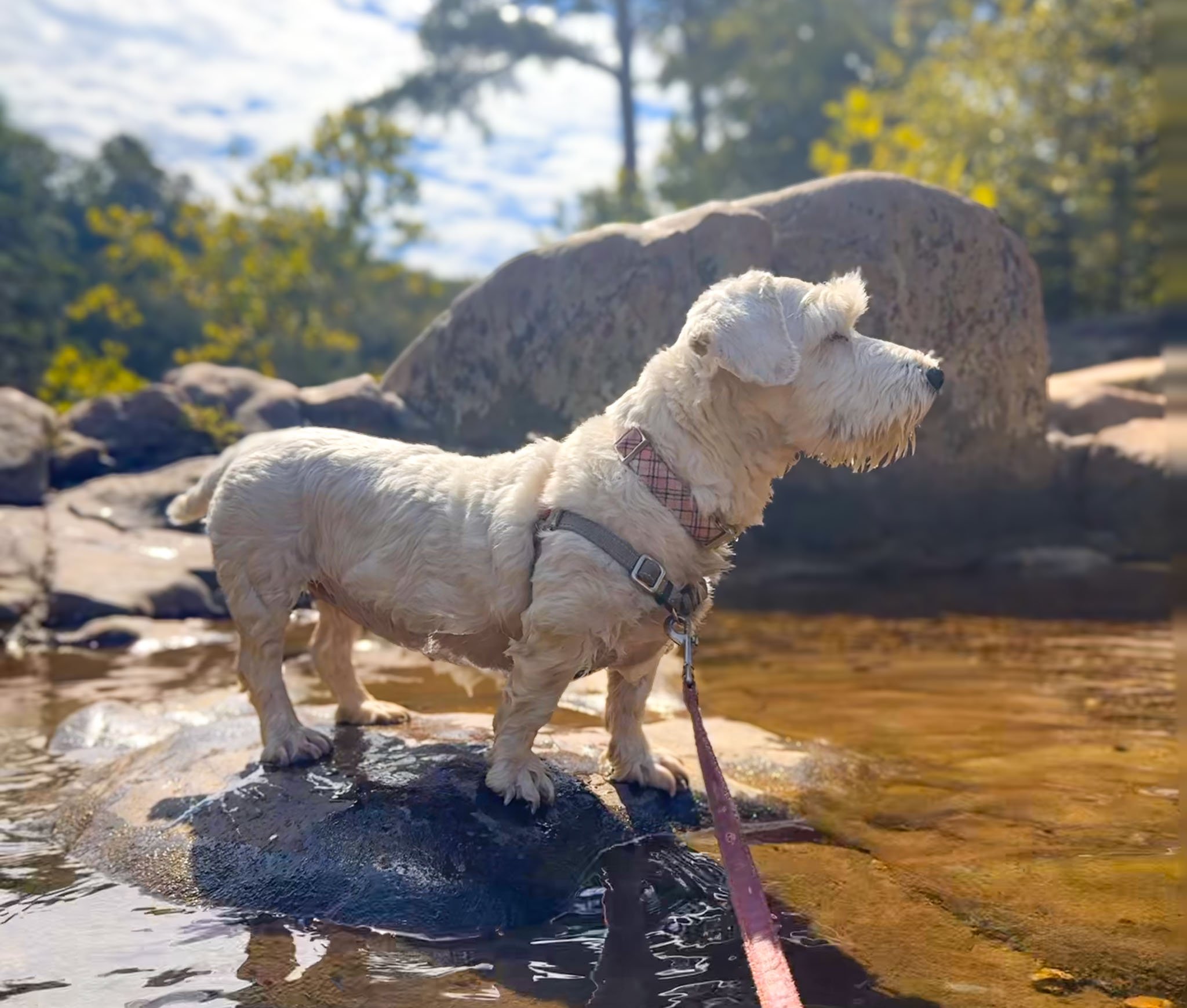 The clear, cool water of the Castor River flows around a pink granite rock, upon which a Sealyham terrier stands.