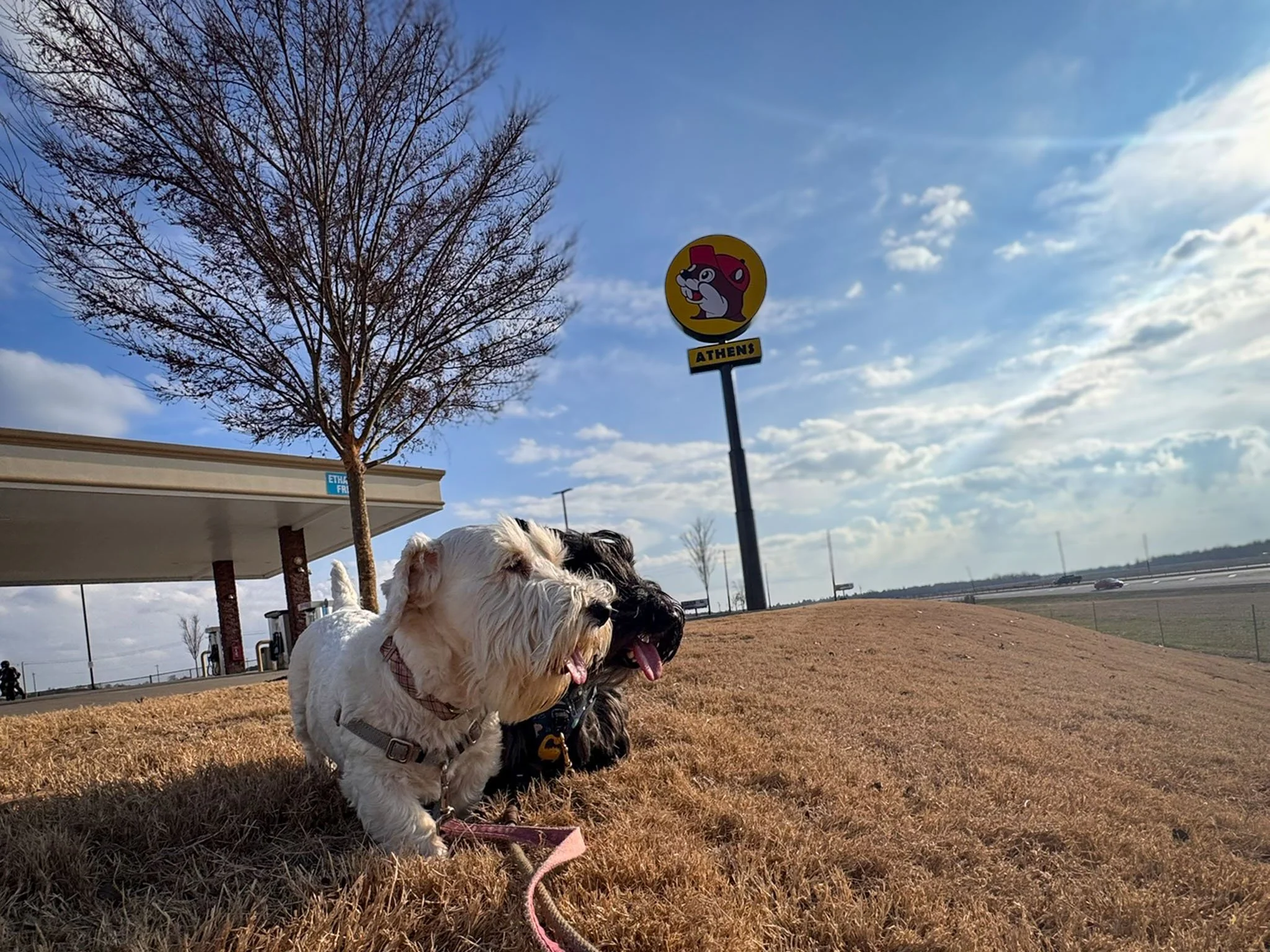 A Sealyham terrier and a Scottish terrier pause during a walk at Buc-ee’s in Athens, Alabama.