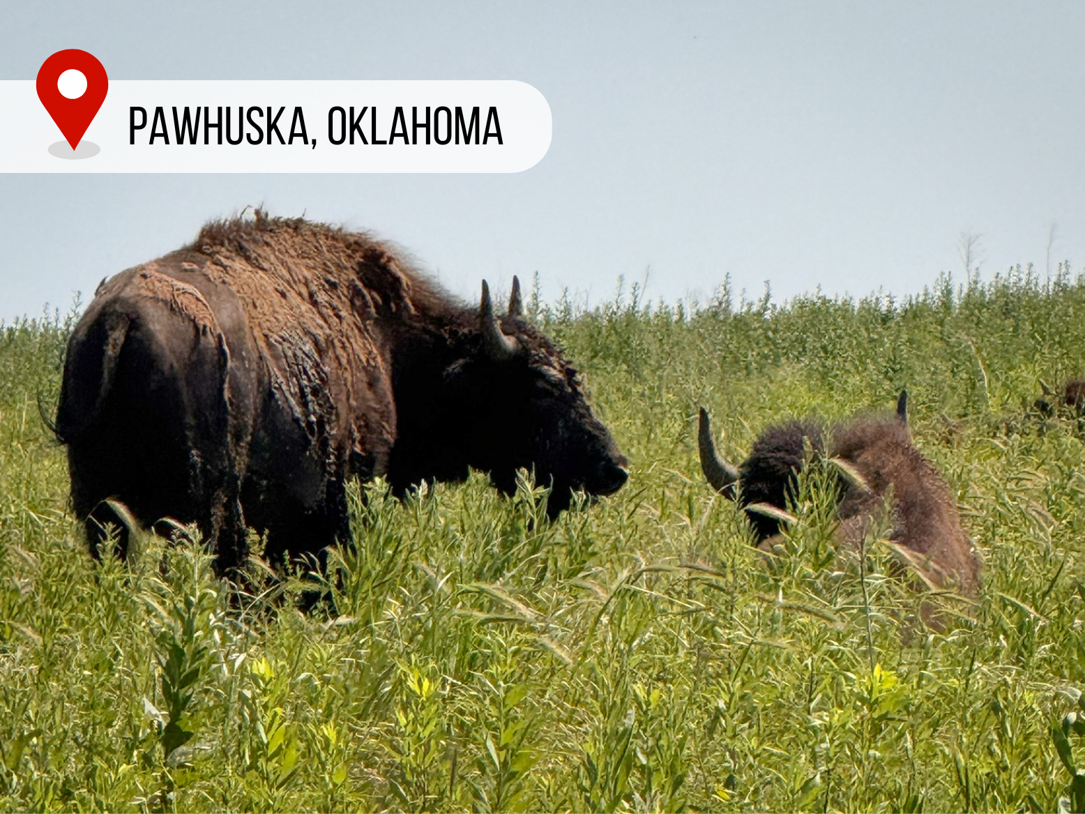 Get ready for the perfect day in Pawhuska, Oklahoma — here’s your itinerary