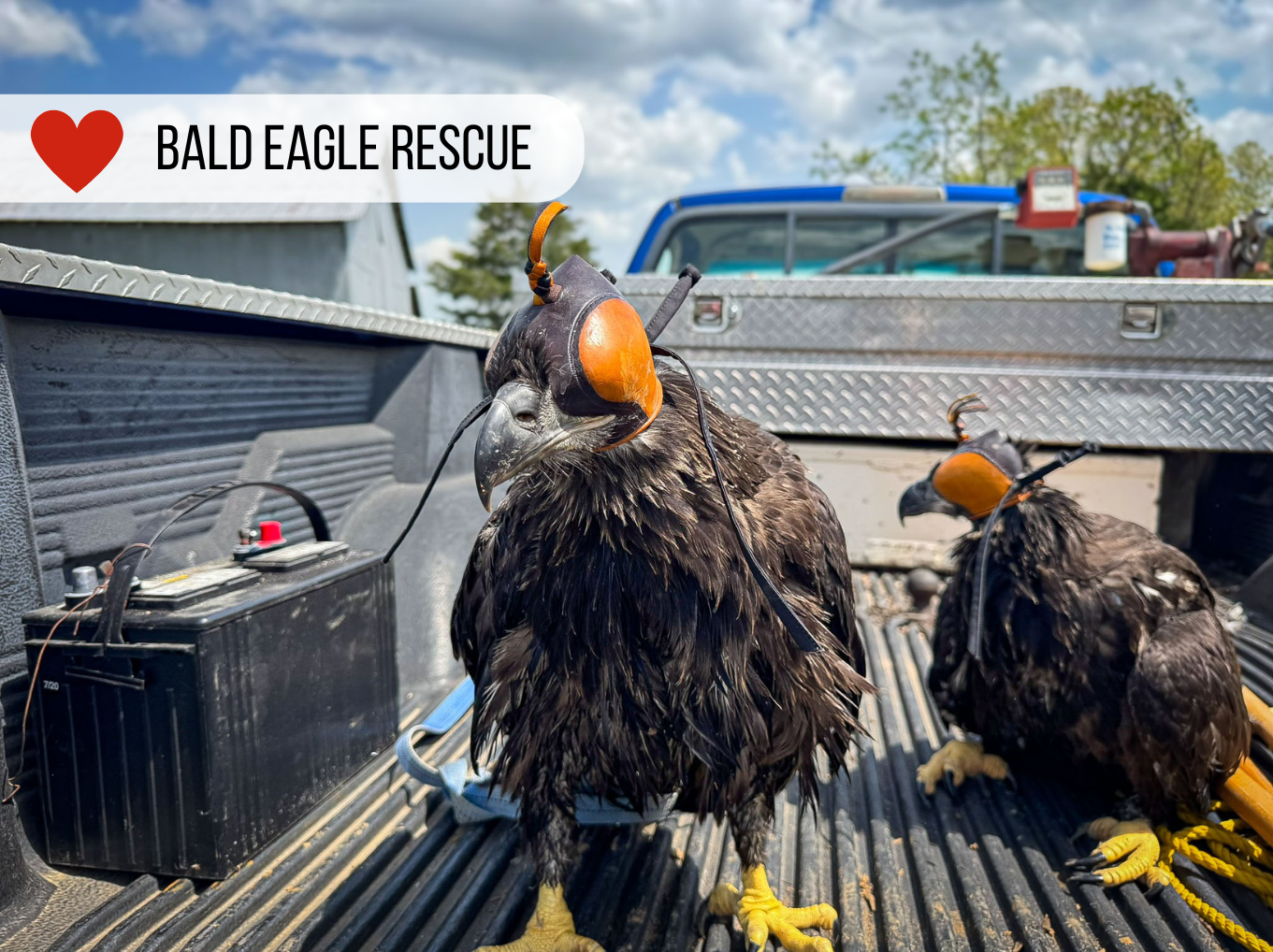 From sinking to soaring: The journey home for two Missouri bald eagles