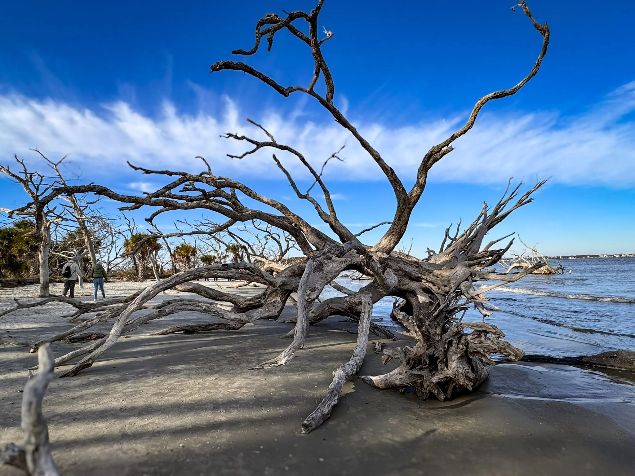 A large fallen tree stretches across the sandy beach of Jekyll Island, Georgia, with a couple exploring to the left and the Atlantic Ocean visible to the right.