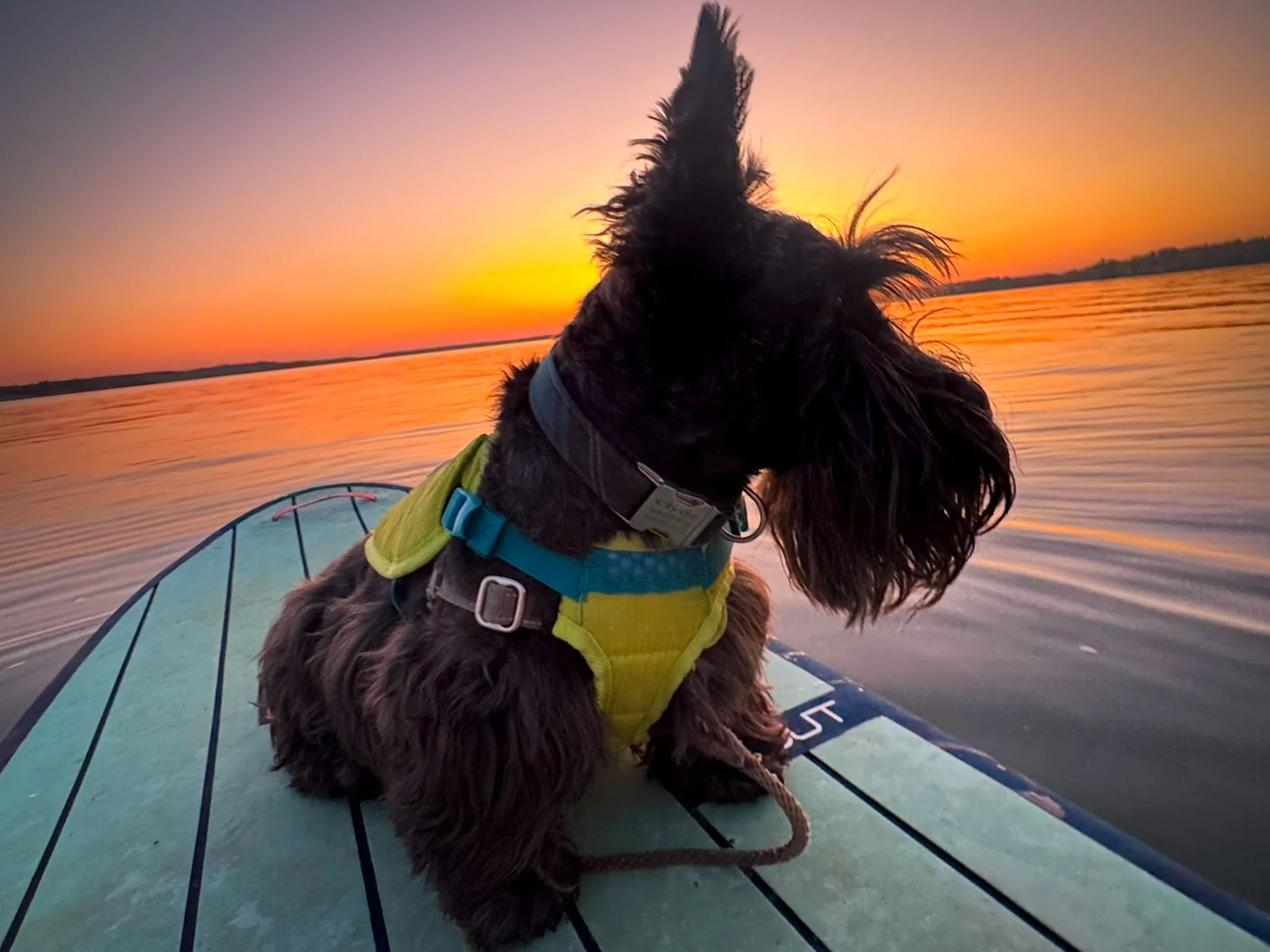 A Kansas sunset lights up the sky and the lake behind a Scottish terrier on a paddle board.