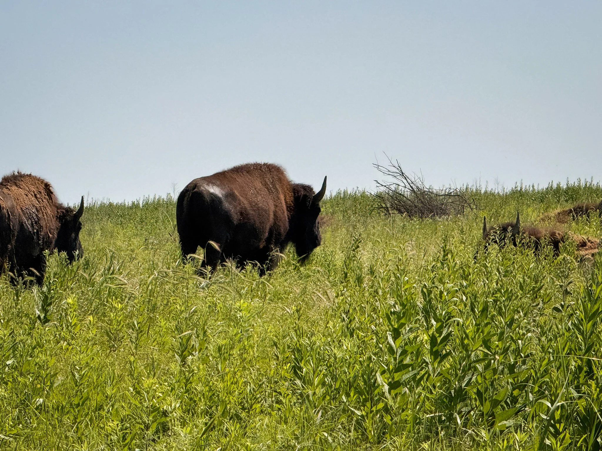 A bison herd at Joseph H. Williams Tallgrass Prairie Preserve in Pawhuska, Oklahoma.
