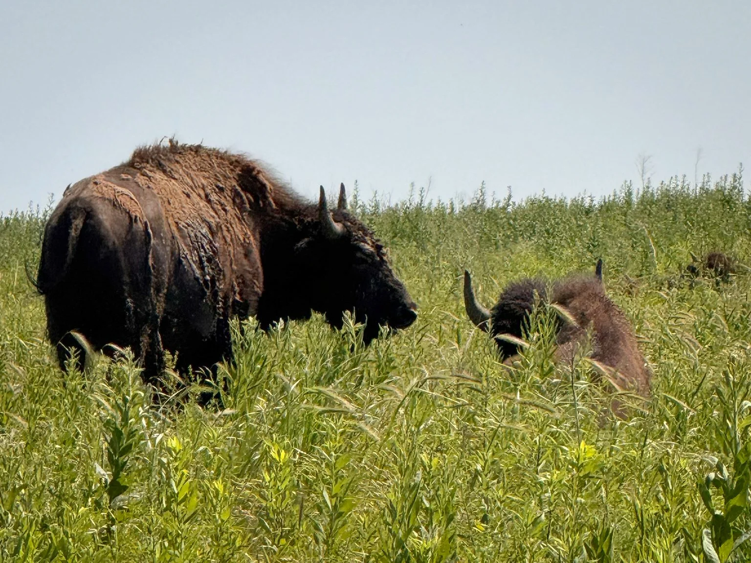Bison stand and lie amongst the prairie grass in Pawhuska, Oklahoma.