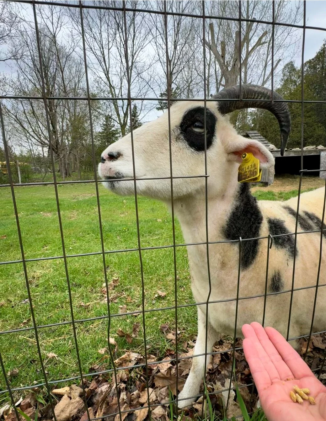A Jacob sheep at Washington Island Farm Museum approaches a hand holding food pellets. The sheep has a white coat with dark markings and curved horns.