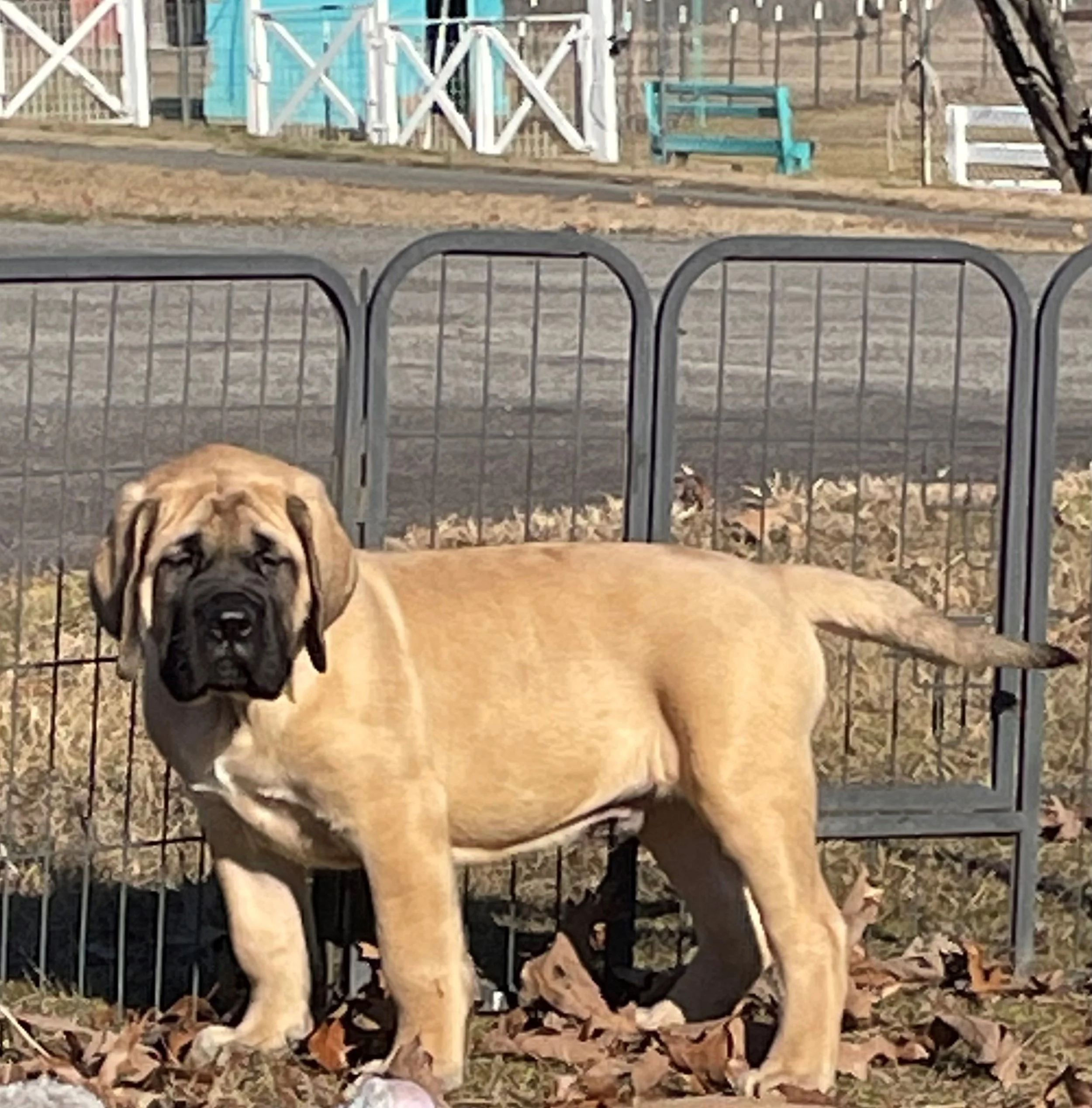 English Mastiff Puppies Available Beowulf Mastiffs Global