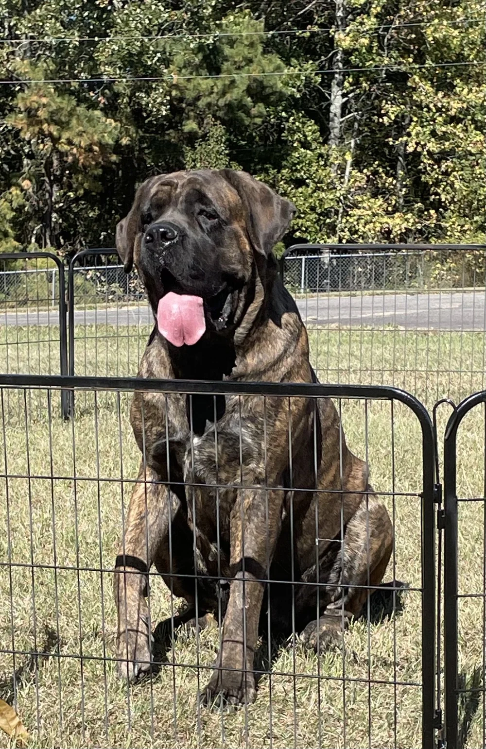 English Mastiff Puppies Available — Beowulf Mastiffs Global