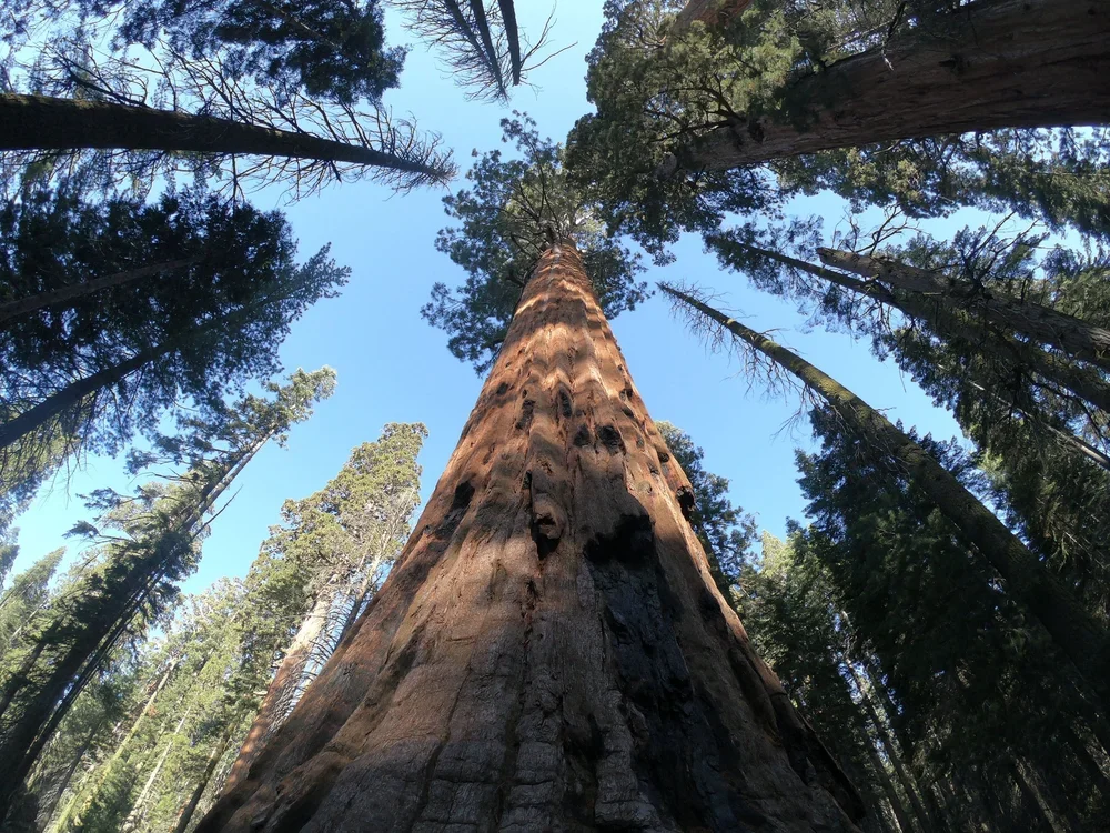 Retreat to the Trees
