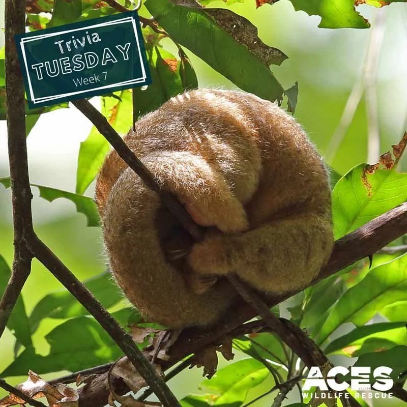 silky anteater - ACES wildlife rescue.jpg