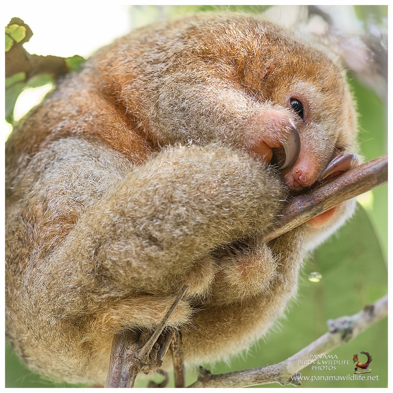 silky anteater - Panama Wildlife.jpg