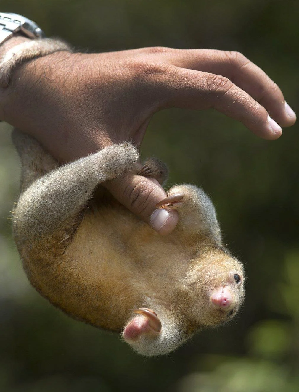 silky anteater size.jpg