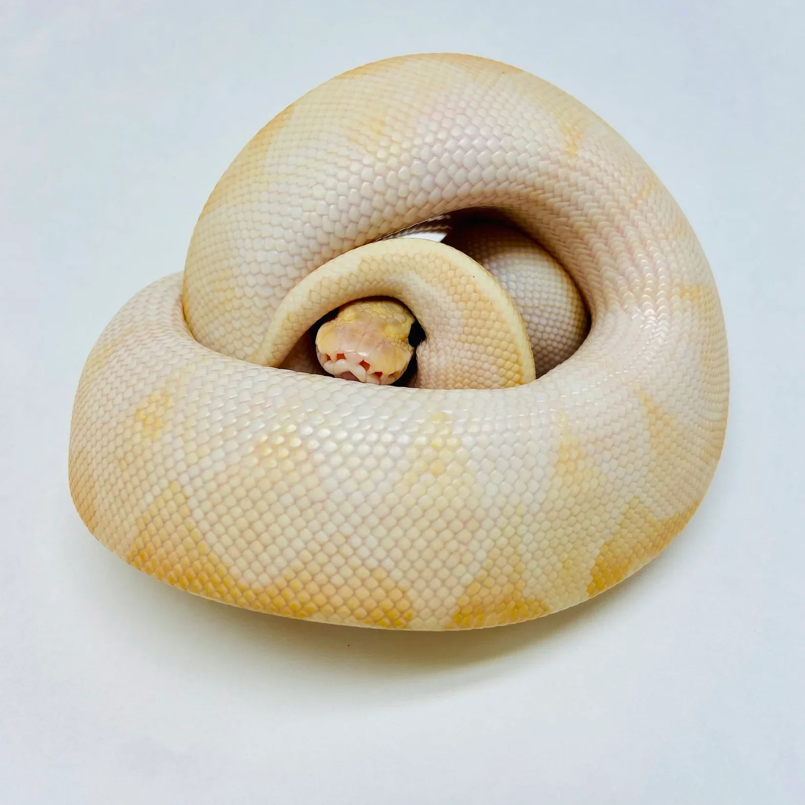 ball python - BHB reptiles.webp