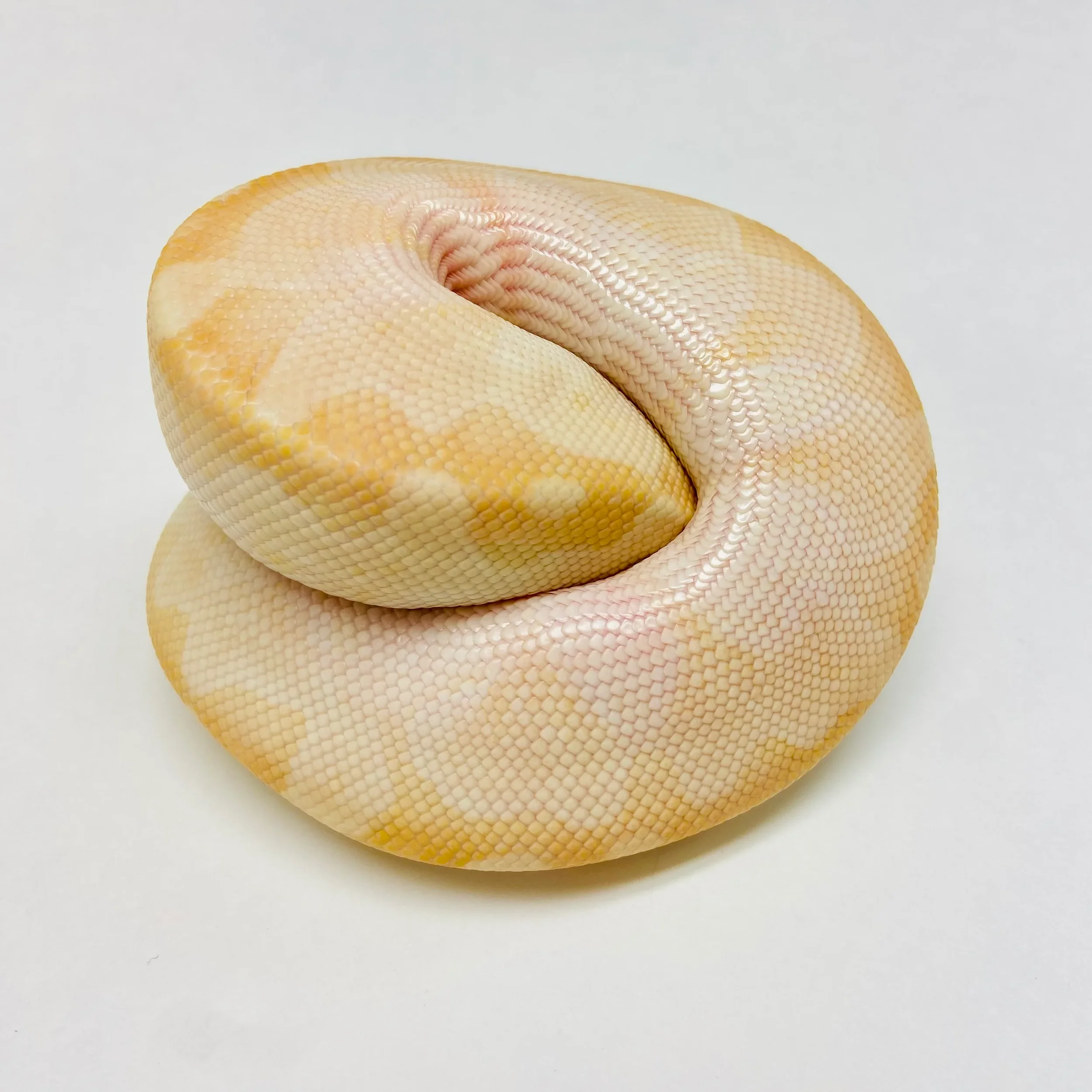 ball python 2 - BHB reptiles.webp