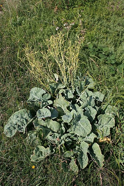 Brassica_oleracea_An_deKVp1zNZ544.jpeg