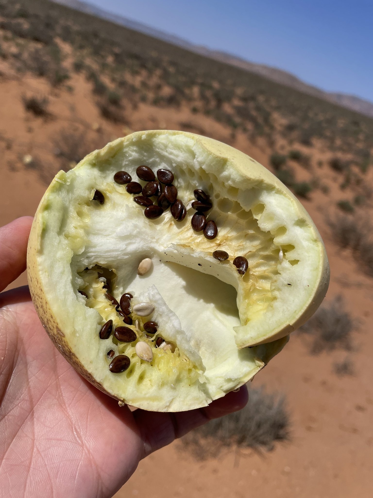 Namib_Tsamma_melon_(Citrullus_ecirrhosus)_10.jpg