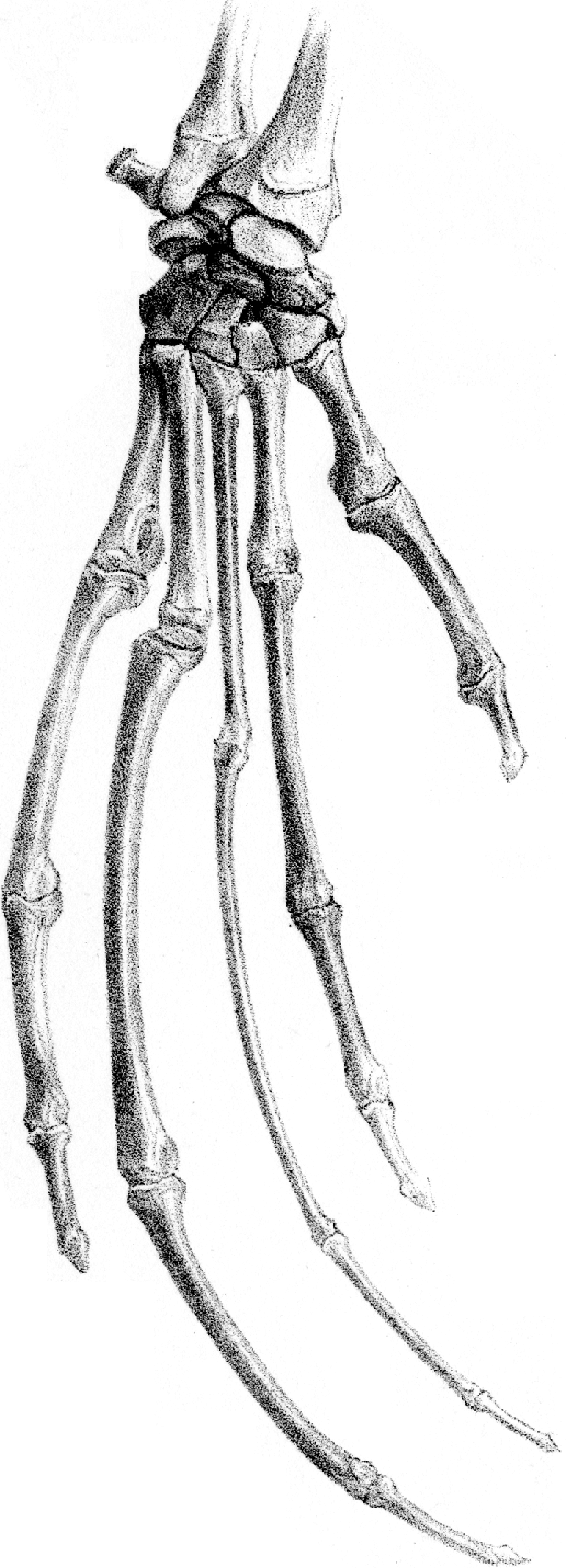 Drawing-of-an-aye-ayes-hand-skeleton-Drawing-by-J-Erxleben-Owen-1866.png