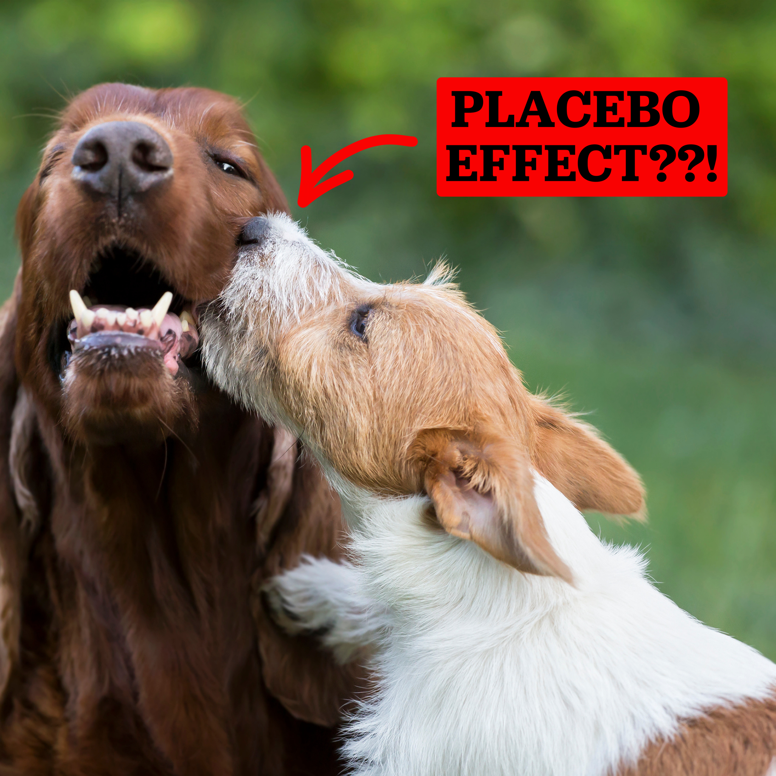 Kiss a Boo-Boo and Drug a Dog | Pod 85