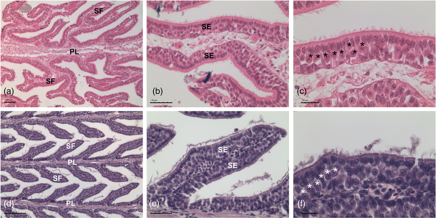 Histological-sections-of-the-elasmobranch-olfactory-organ-OOR-stained-by.png