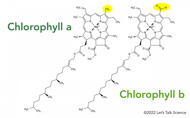 chlorophyll_molecules.png