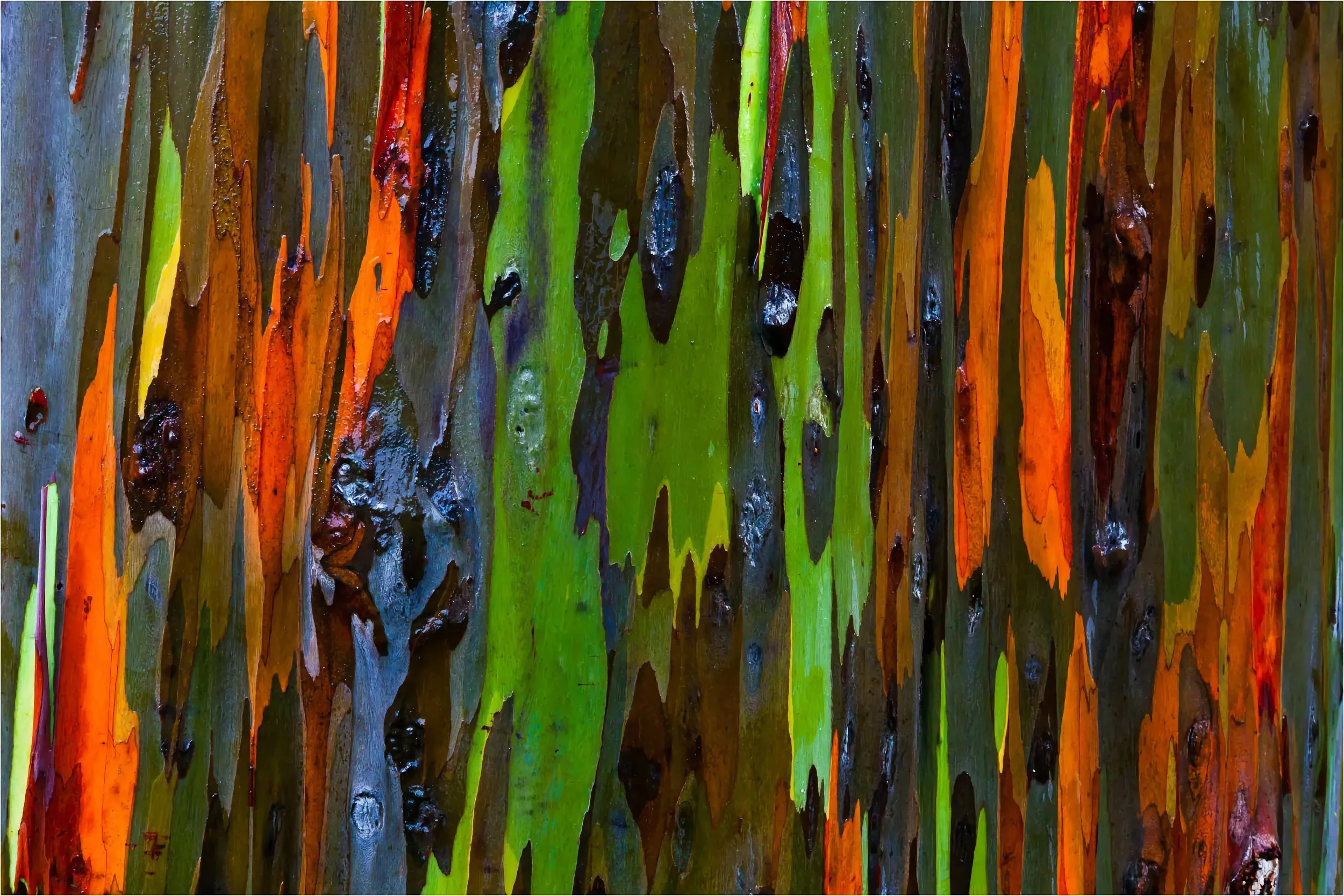 bark-abstract-c2a9-2011-christopher-martin-23421.jpeg
