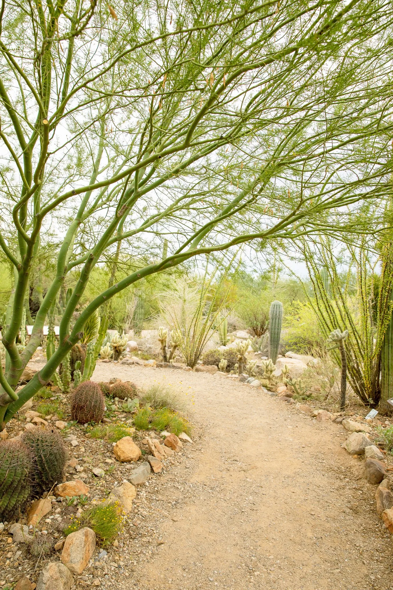 palo-verde_Arizona-Sonora Desert Museum.jpg