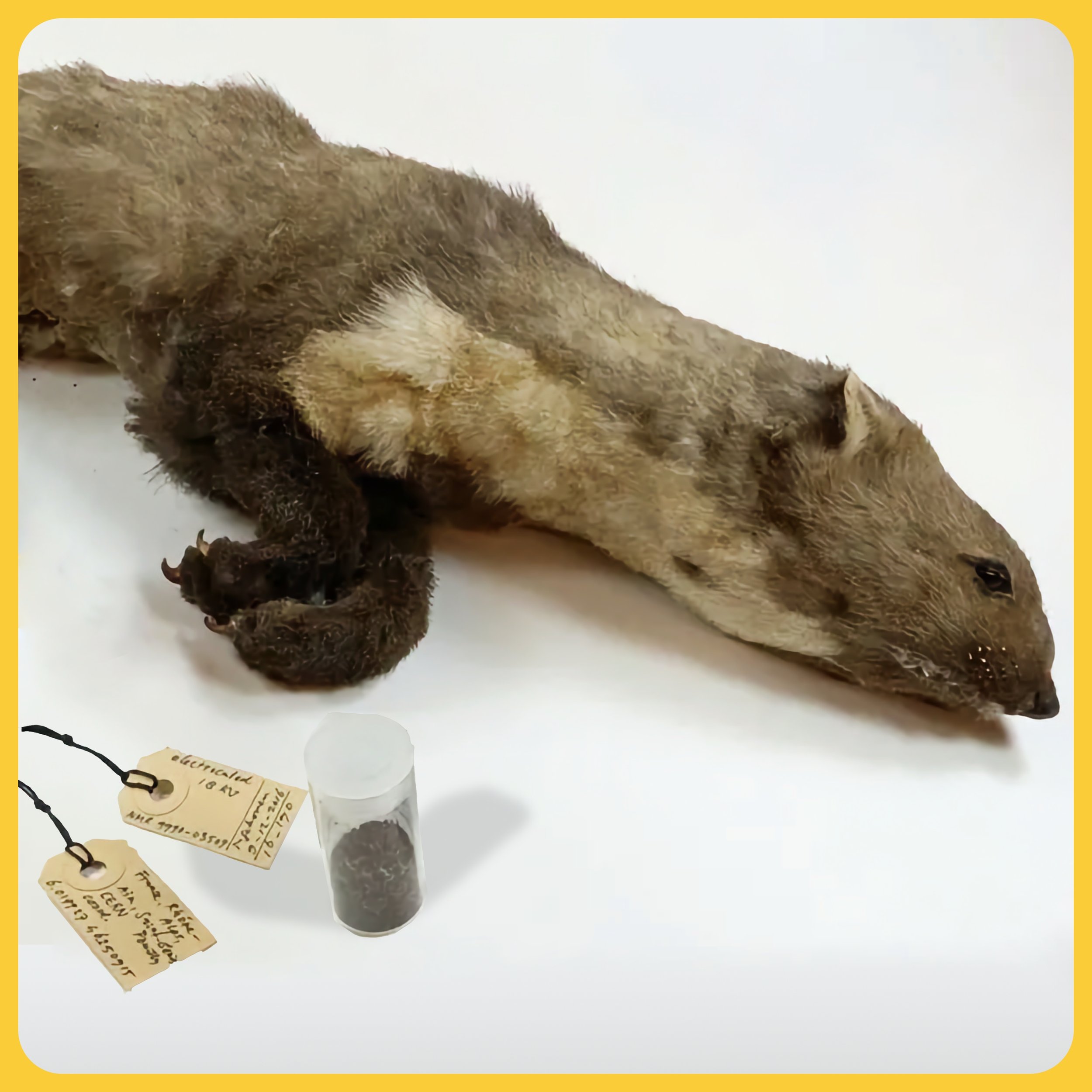 When Wildlife ATTACKS | Pod 102