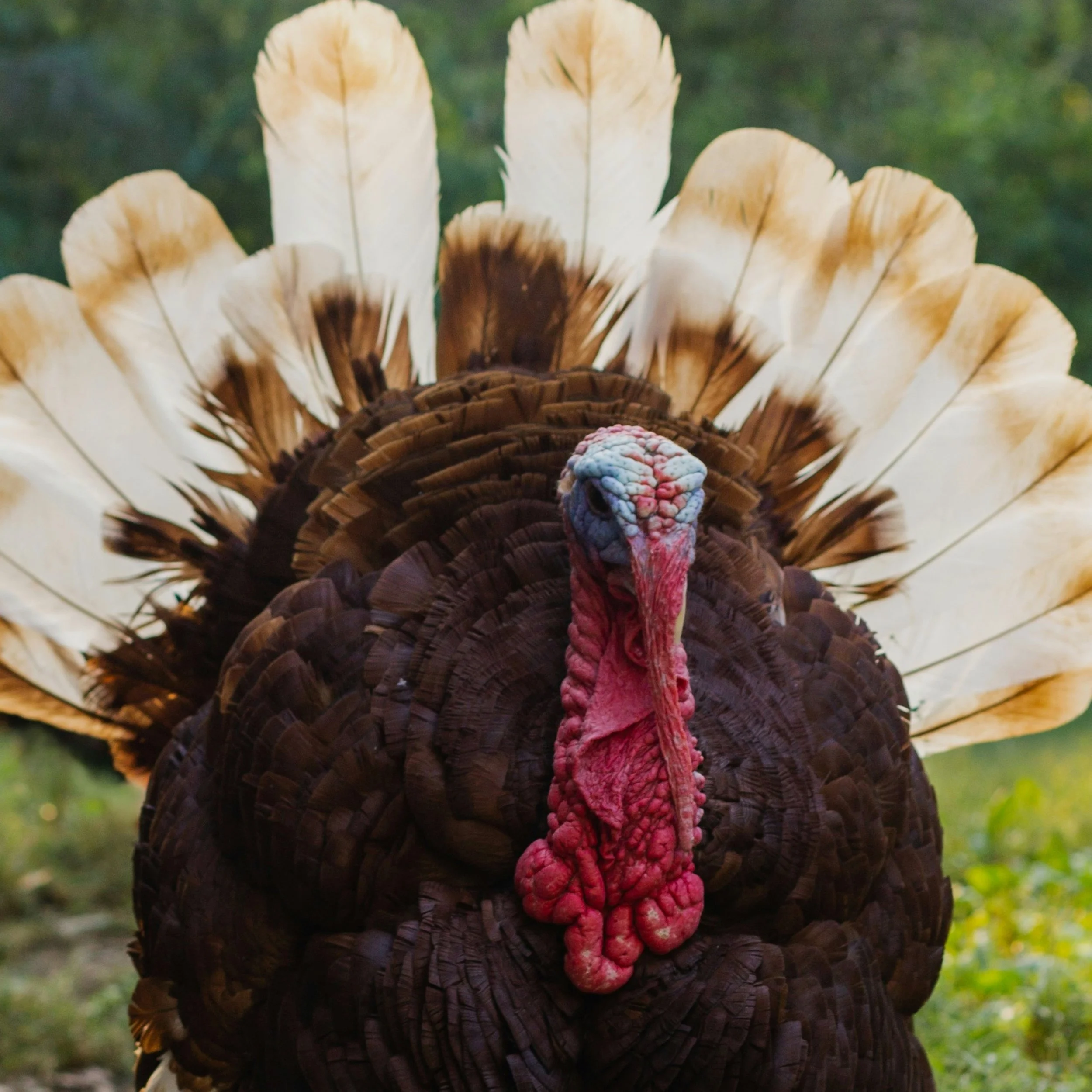 Thanksgiving Rerun | Melting Witches with Inflated Heads