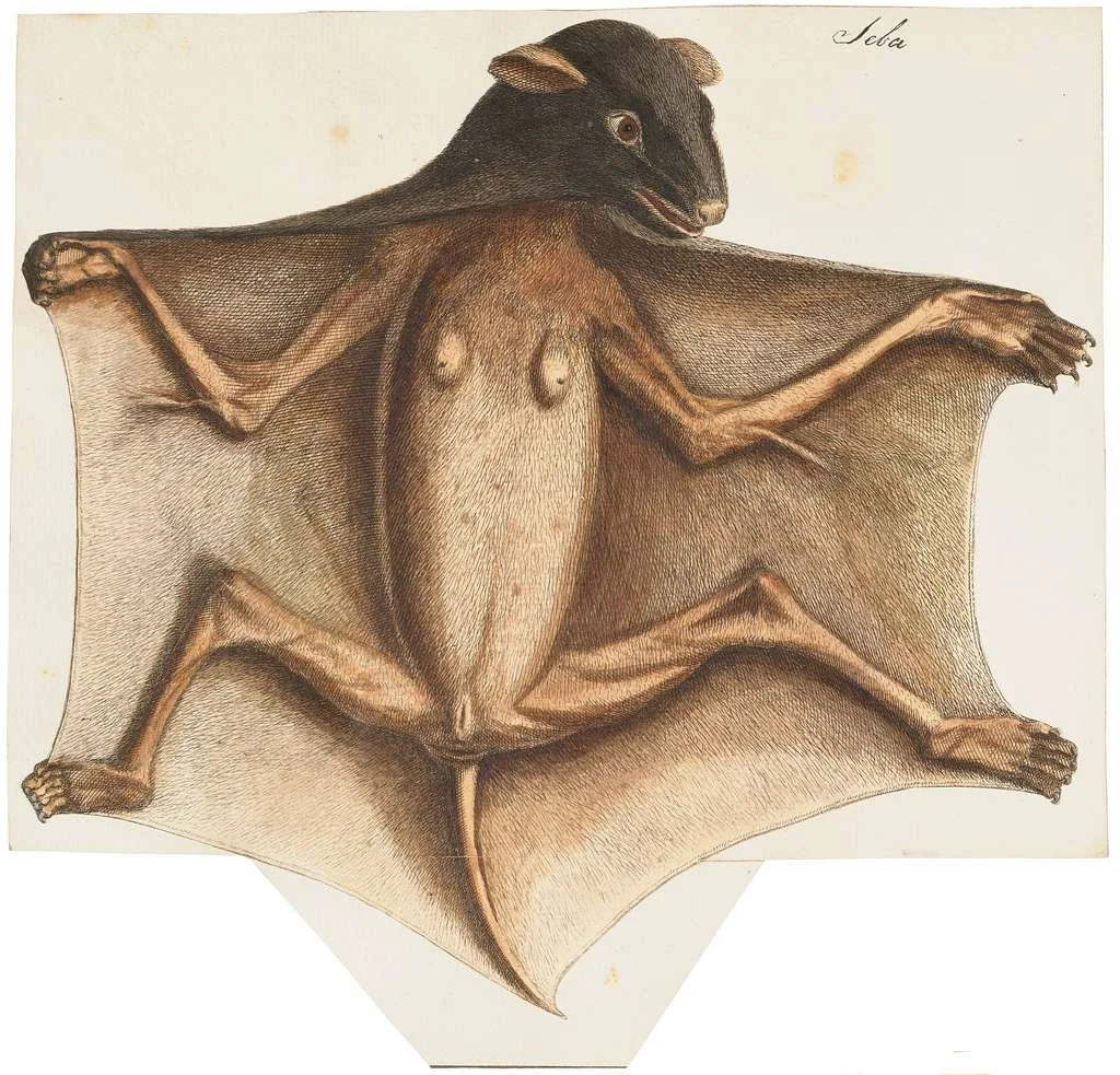 vespertilio-vampyrus-1700-1880-print-iconographia-zoologica-special-collections-79a09e-1024.jpg