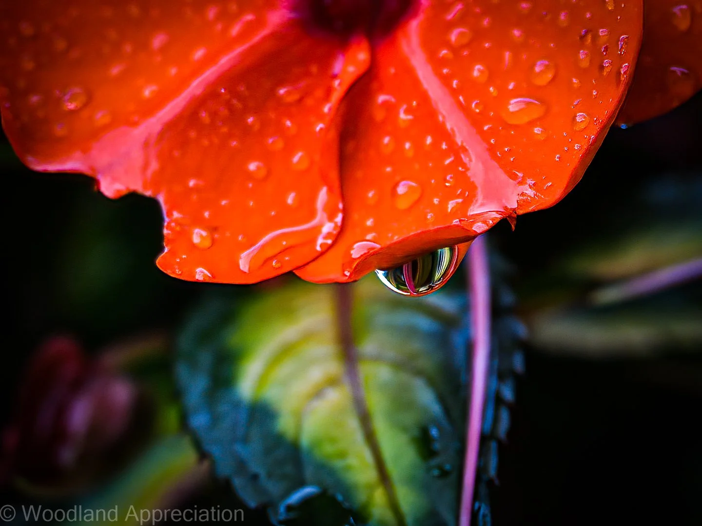 Water droplet on impatiens, August 2021