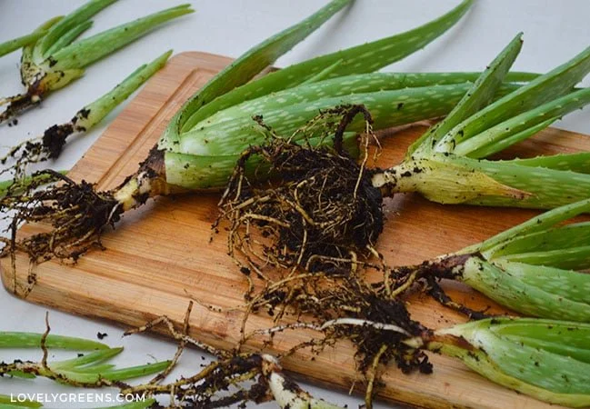 Replanting and Caring for Aloe Class, April 11th 2026