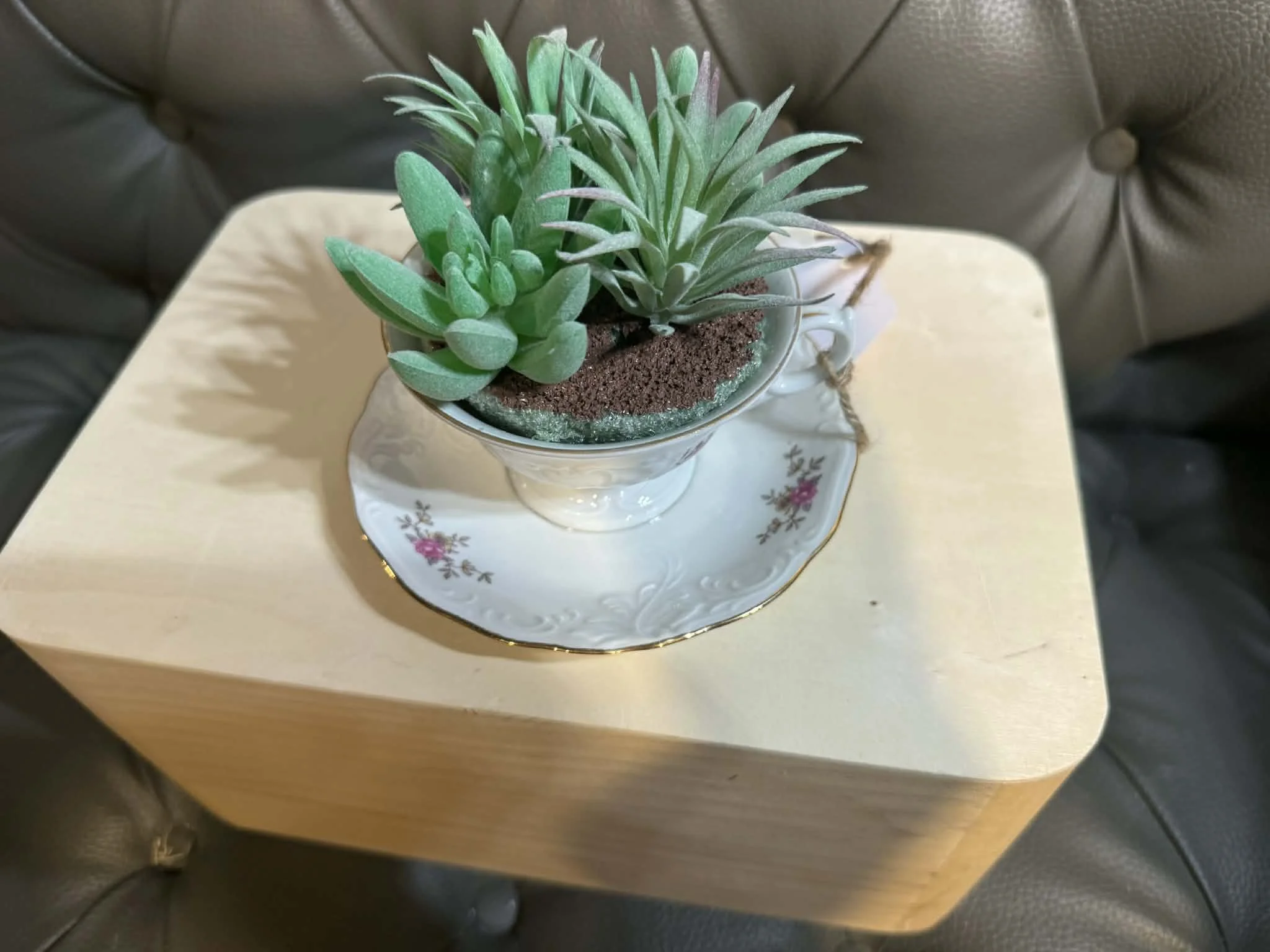 Tea Cup Succulent by Princess in Command