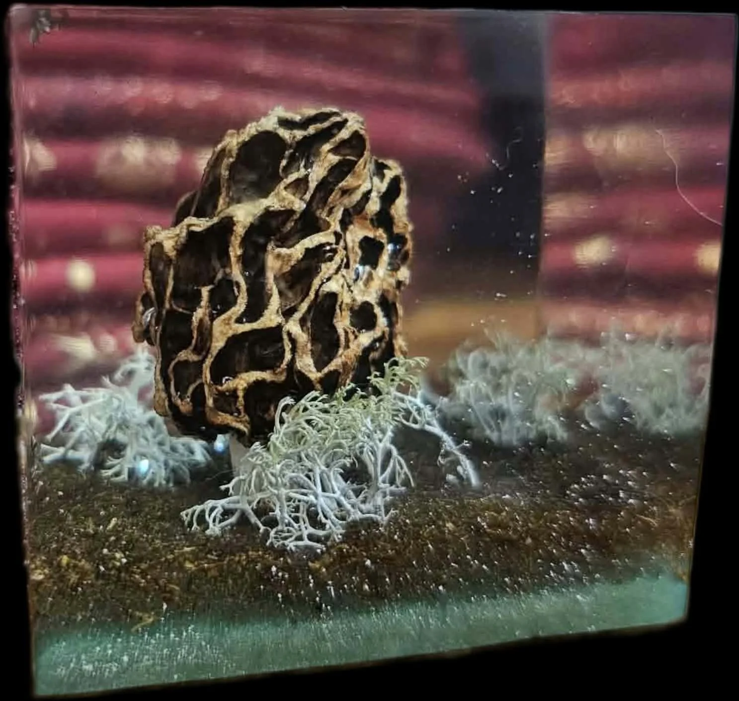 Morel Cube by 3DRAWcreations