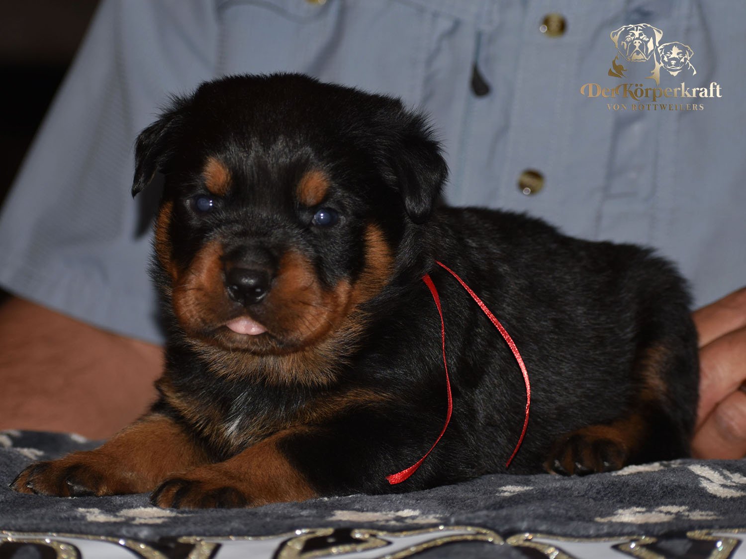 6P-Virtus-Dina-3wk-Male-Red (1)b.jpg